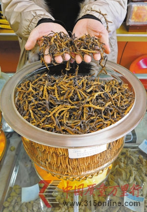 1月6日,拉薩市一家蟲草店鋪的售貨員在展示冬蟲夏草。新華社發(fā)