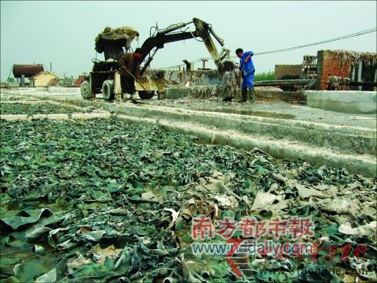 成堆垃圾般的皮革廢料通常要在池子里泡上三五天,這是制作明膠的第一步。 成堆垃圾般的皮革廢料通常要在池子里泡上三五天,這是制作明膠的第一步。